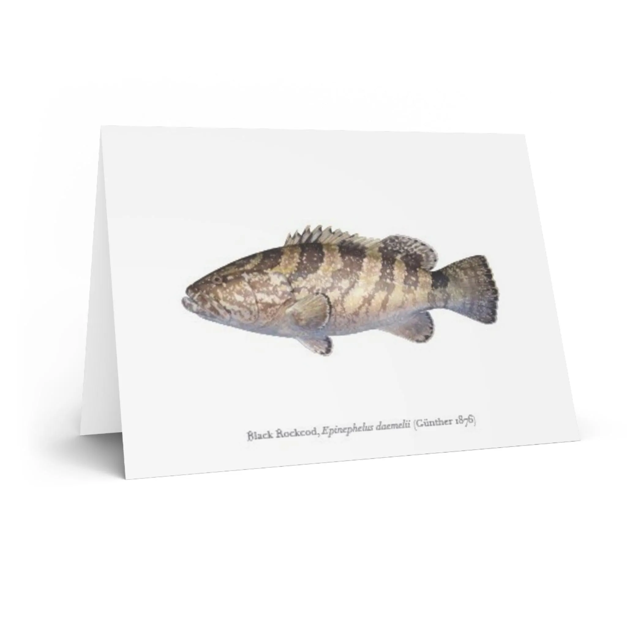 Black Rockcod - Greeting Card