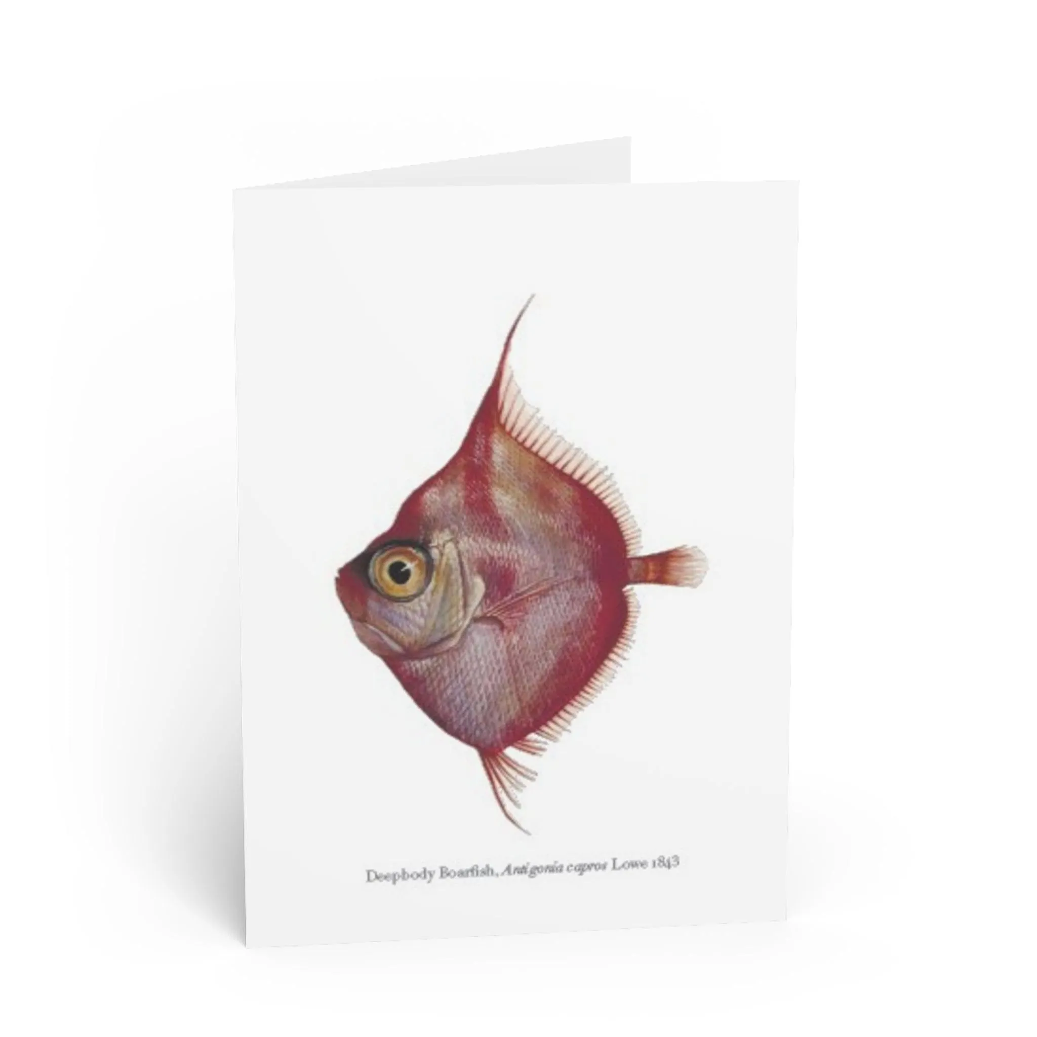 Deepbody Boarfish Greeting Card