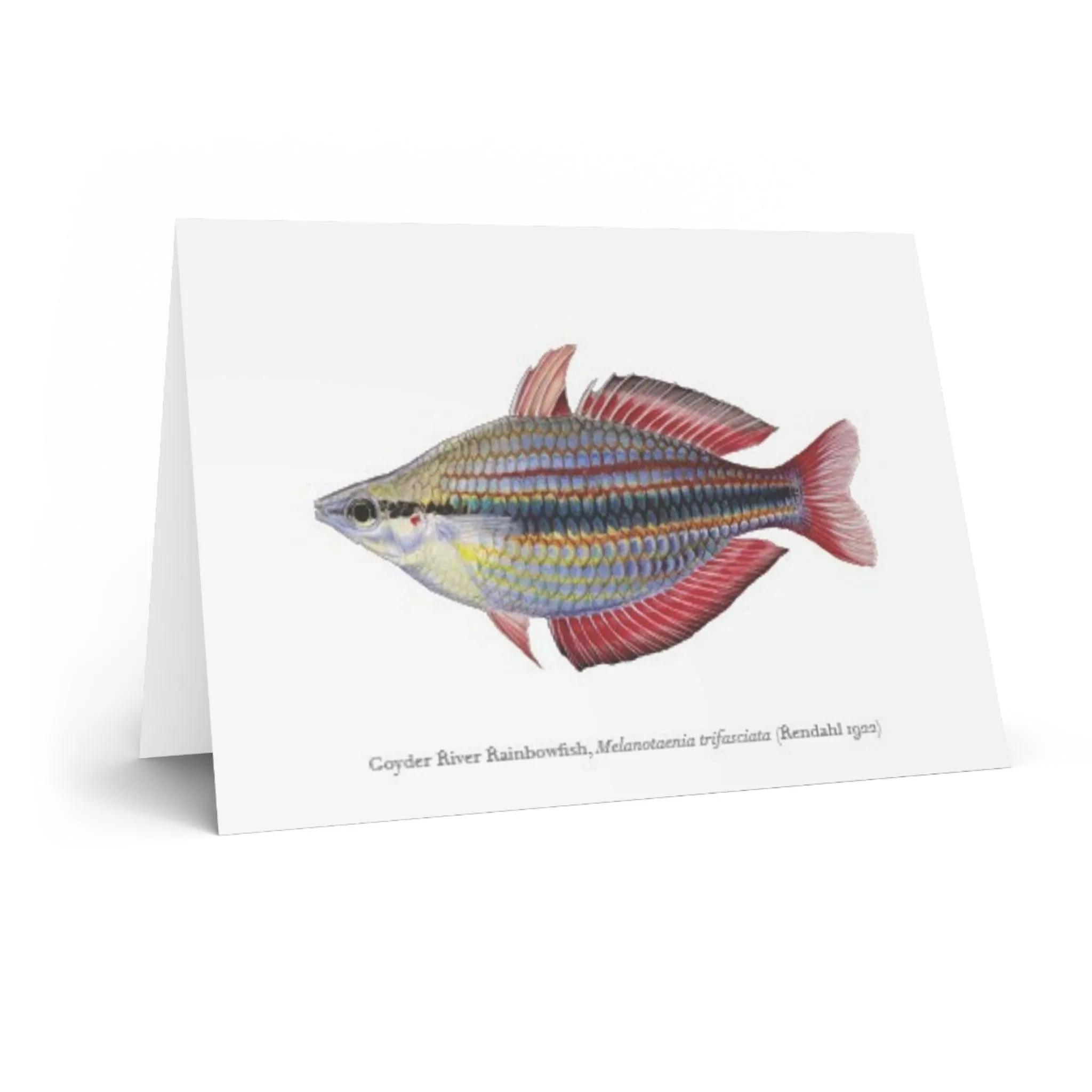 Goyder River Rainbowfish Greeting Card