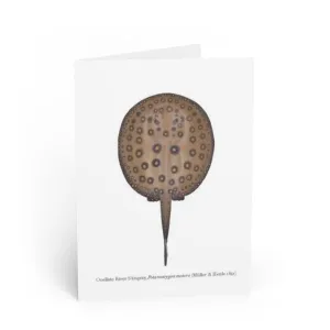 Ocellate River Stingray Greeting Card